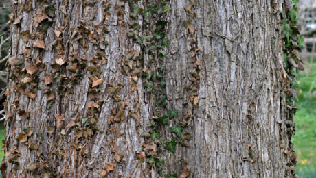 Ulmus rubra / Ulmus fulva – corteza de olmo americano Corteza de Ulmus rubra, también conocido como Ulmus fulva o slippery elm