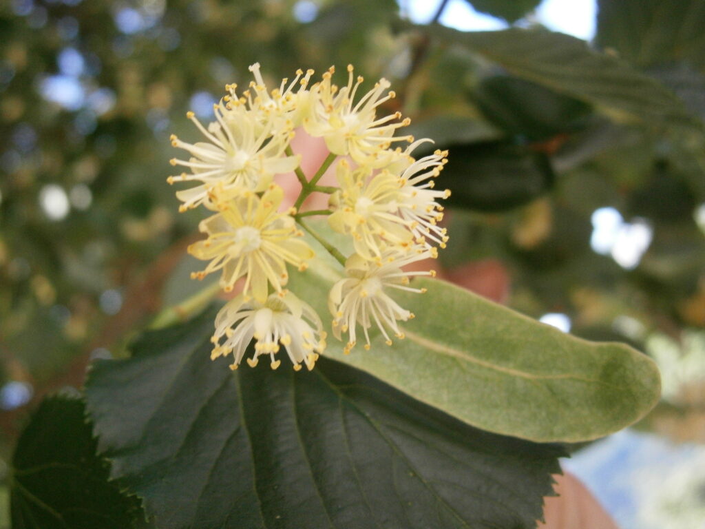 Flores reales de tilo, Tilia cordata