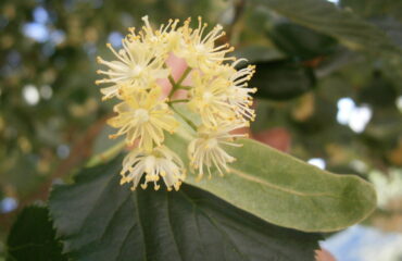 Flores reales de tilo, Tilia cordata