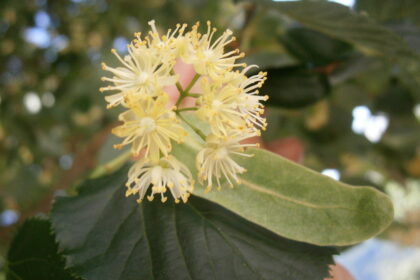 Flores reales de tilo, Tilia cordata