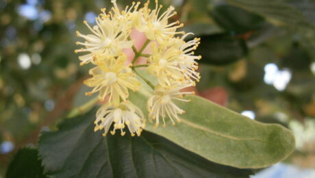Tilia cordata – flores de tilo Flores reales de tilo, Tilia cordata