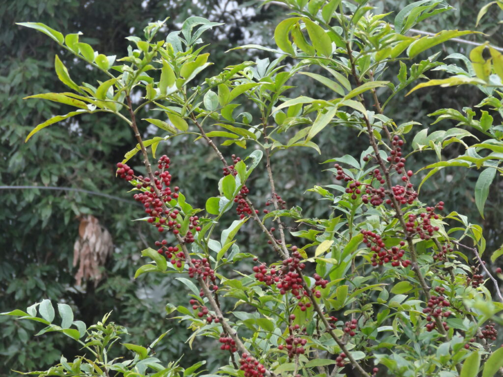 Planta de Zanthoxylum alatum con frutos, relacionada con Timburu