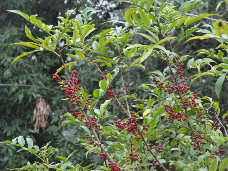 Planta de Zanthoxylum alatum con frutos, relacionada con Timburu