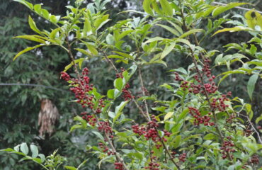 Planta de Zanthoxylum alatum con frutos, relacionada con Timburu