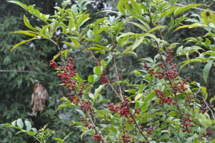 Planta de Zanthoxylum alatum con frutos, relacionada con Timburu