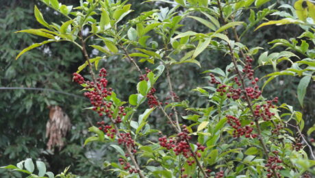 Planta de Zanthoxylum alatum con frutos, relacionada con Timburu