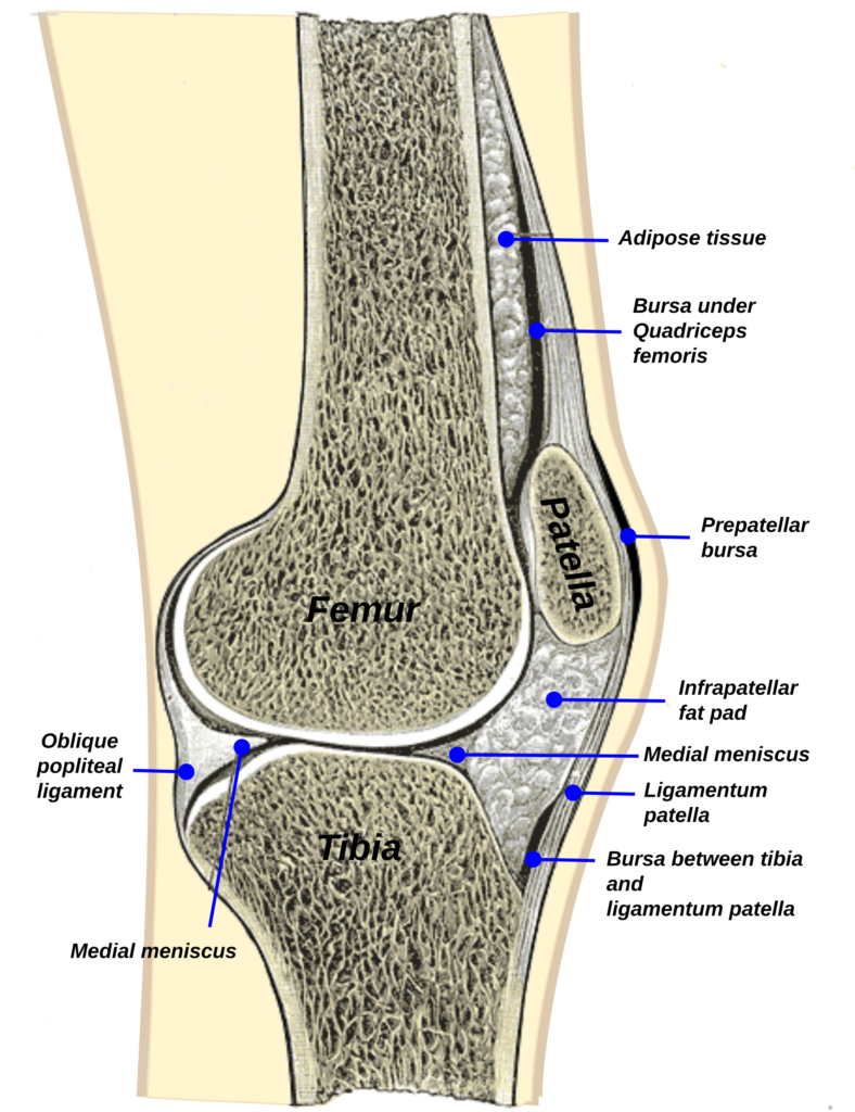 Diagrama anatómico de bursas de la rodilla