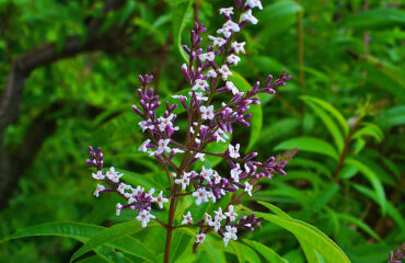 Aloysia citrodora, cedrón o hierba Luisa con flores