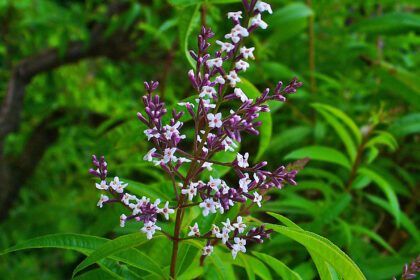 Cedrón Aloysia citrodora – flores Aloysia citrodora, cedrón o hierba Luisa con flores