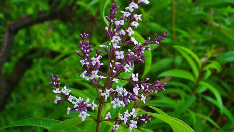 Aloysia citrodora, cedrón o hierba Luisa con flores