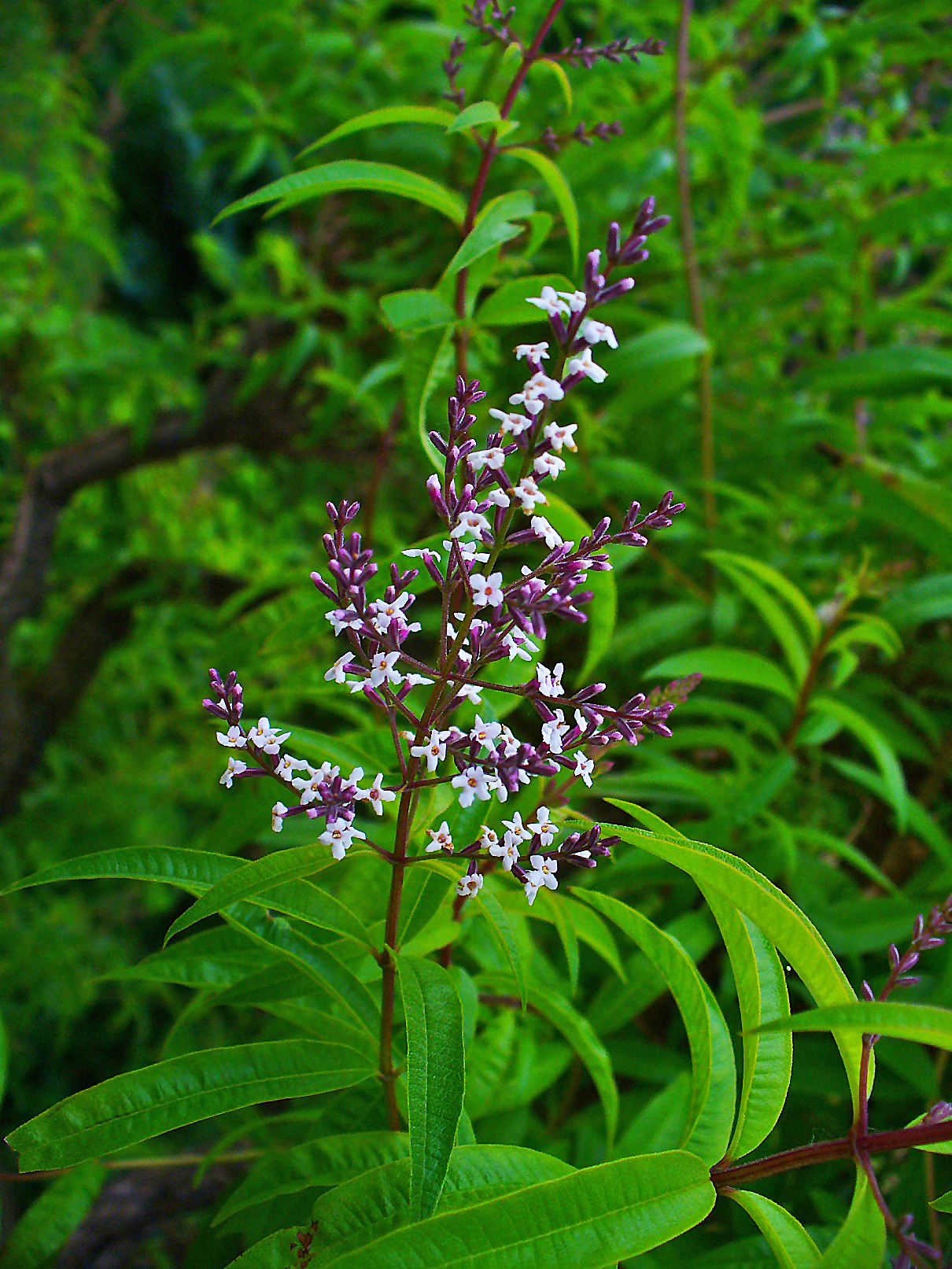 Aloysia citrodora o cedrón con hojas y flores