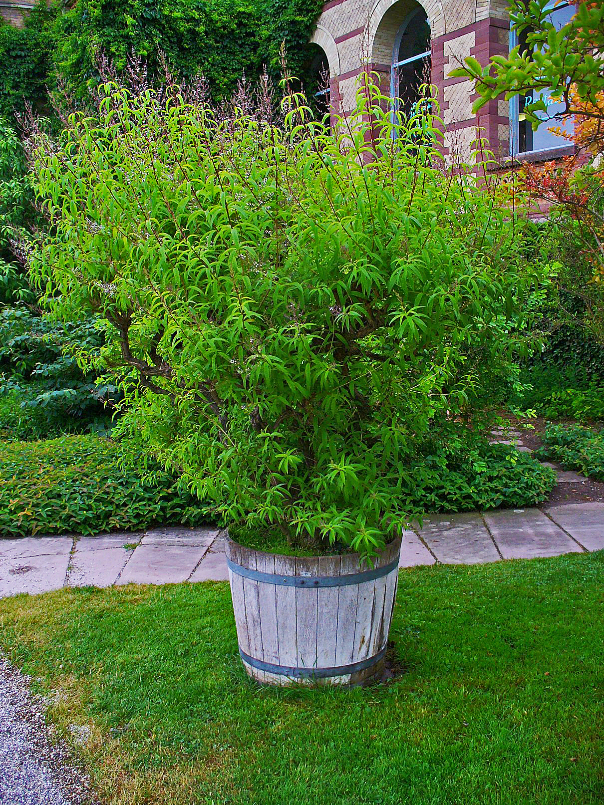 Arbusto de Aloysia citrodora o cedrón
