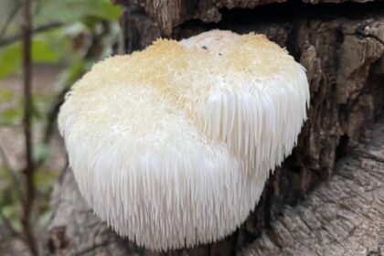 Melena de león – Hericium erinaceus Fotografía real de Hericium erinaceus o melena de león