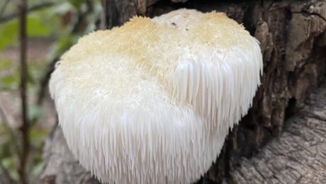 Melena de león – Hericium erinaceus Fotografía real de Hericium erinaceus o melena de león