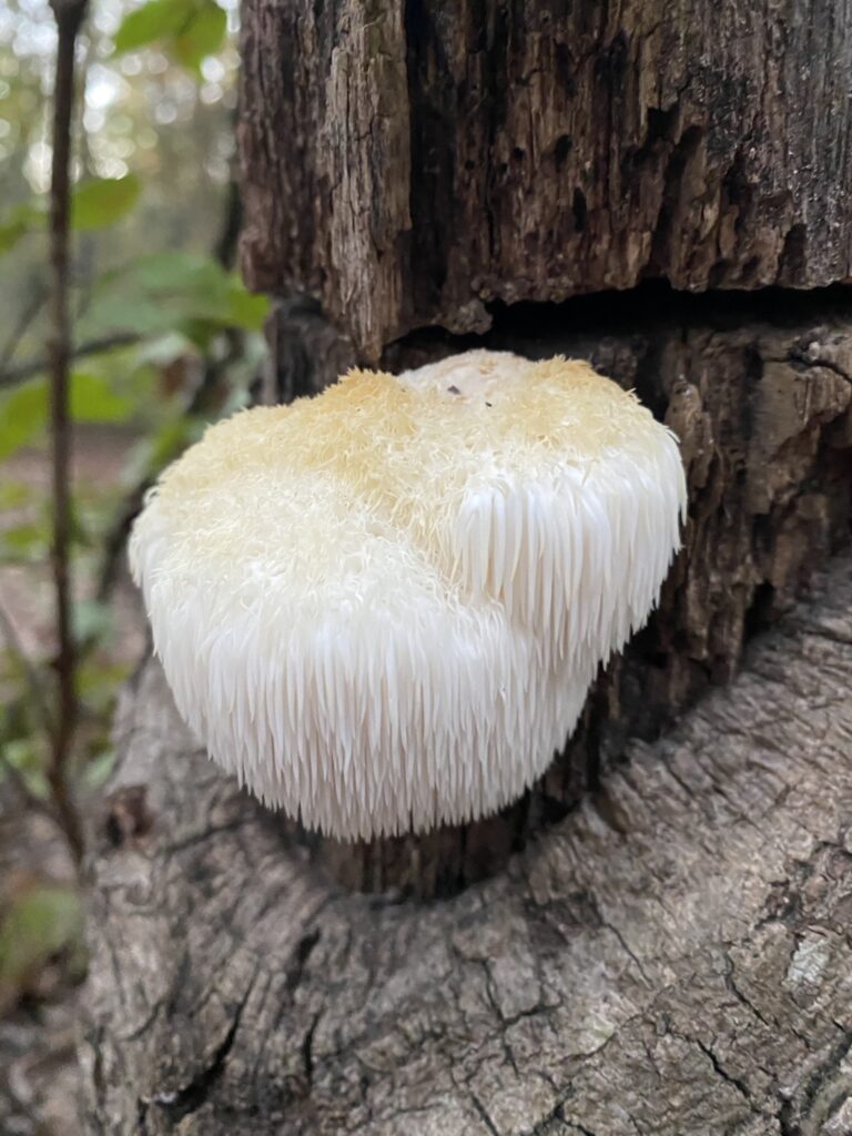 Fotografía real de Hericium erinaceus o melena de león