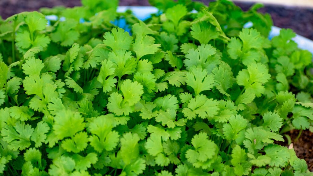 Hojas frescas de cilantro como imagen educativa sobre recursos tradicionales para picaduras