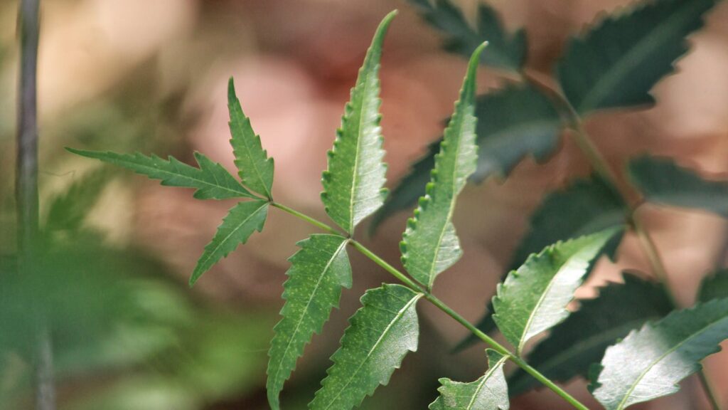 Hojas de neem como imagen educativa sobre cuidado de la piel y picaduras desde Ayurveda