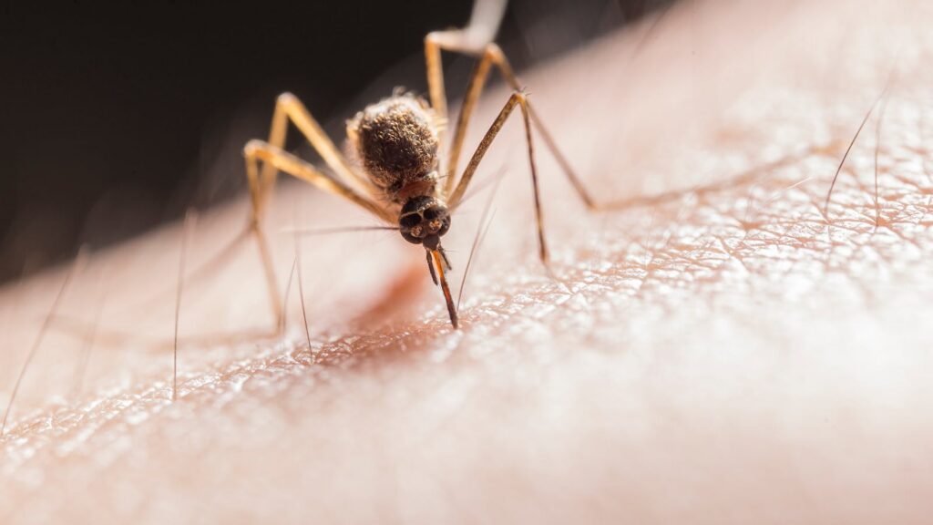 Mosquito picando la piel como imagen educativa para artículo sobre picaduras, mordeduras y Ayurveda