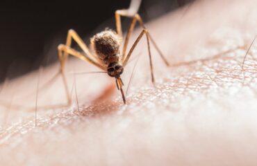Picaduras y mordeduras desde Ayurveda – imagen destacada Mosquito picando la piel como imagen educativa para artículo sobre picaduras, mordeduras y Ayurveda
