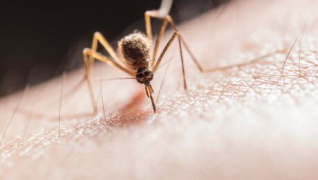 Mosquito picando la piel como imagen educativa para artículo sobre picaduras, mordeduras y Ayurveda
