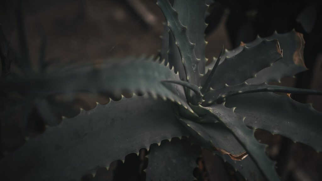 Aloe vera como imagen educativa sobre cuidado de la piel desde Ayurveda