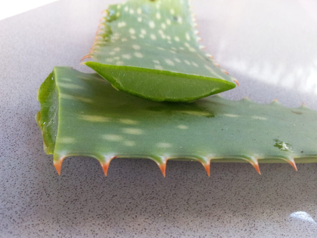 Hoja de aloe vera cortada, planta usada tradicionalmente en Ayurveda para calmar Pitta