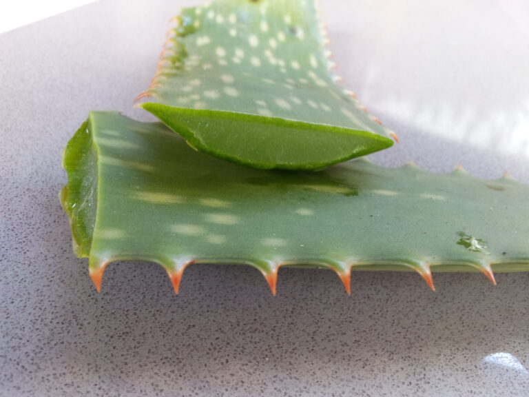 Hoja de aloe vera cortada, planta usada tradicionalmente en Ayurveda para calmar Pitta