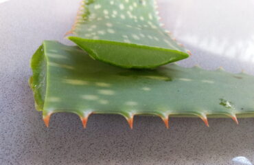 Aloe vera y cuidado digestivo en Ayurveda Hoja de aloe vera cortada, planta usada tradicionalmente en Ayurveda para calmar Pitta