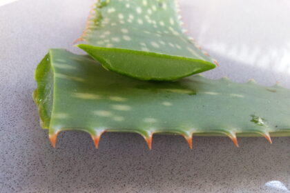 Aloe vera y cuidado digestivo en Ayurveda Hoja de aloe vera cortada, planta usada tradicionalmente en Ayurveda para calmar Pitta