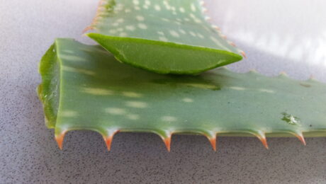 Hoja de aloe vera cortada, planta usada tradicionalmente en Ayurveda para calmar Pitta