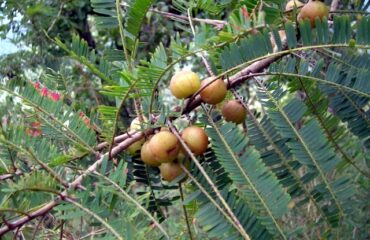 Amalaki y Triphala en Ayurveda Frutos de amalaki, una de las plantas que integran la fórmula tradicional Triphala