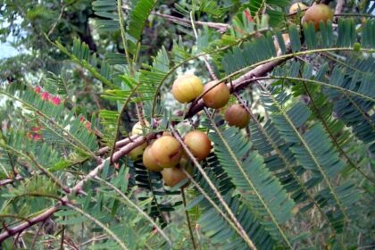 Amalaki y Triphala en Ayurveda Frutos de amalaki, una de las plantas que integran la fórmula tradicional Triphala