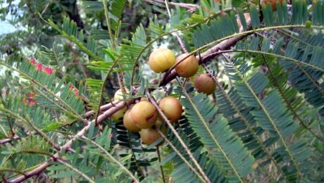 Frutos de amalaki, una de las plantas que integran la fórmula tradicional Triphala