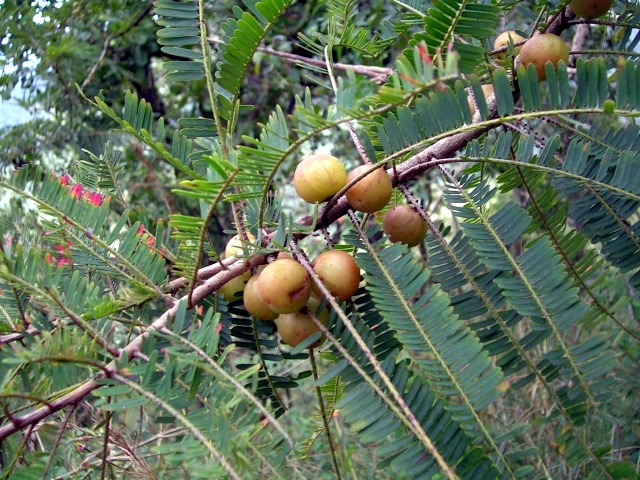 Frutos de amalaki, una de las plantas que integran la fórmula tradicional Triphala