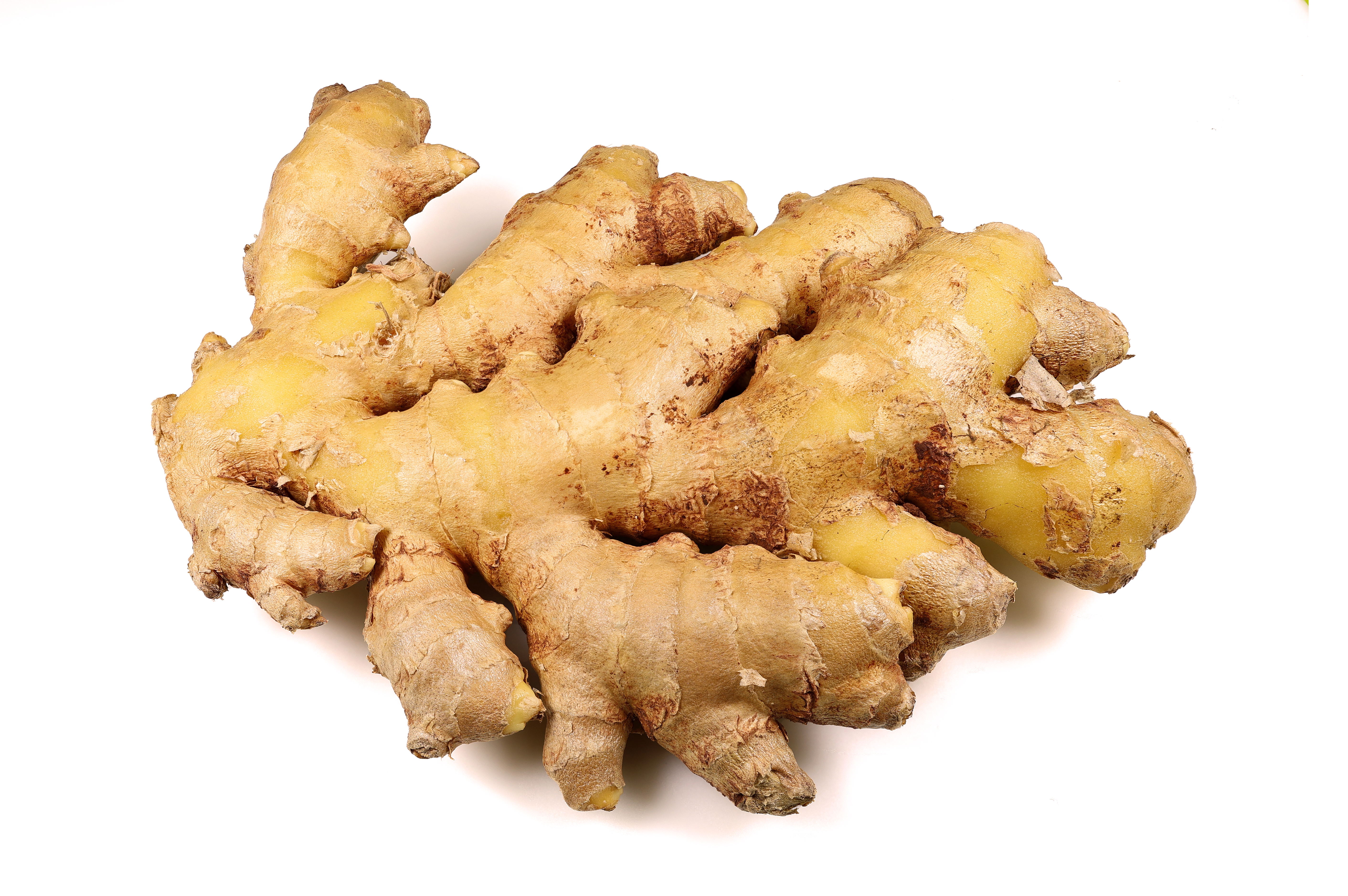 Raíz de jengibre usada tradicionalmente en Ayurveda para cuidados respiratorios generales