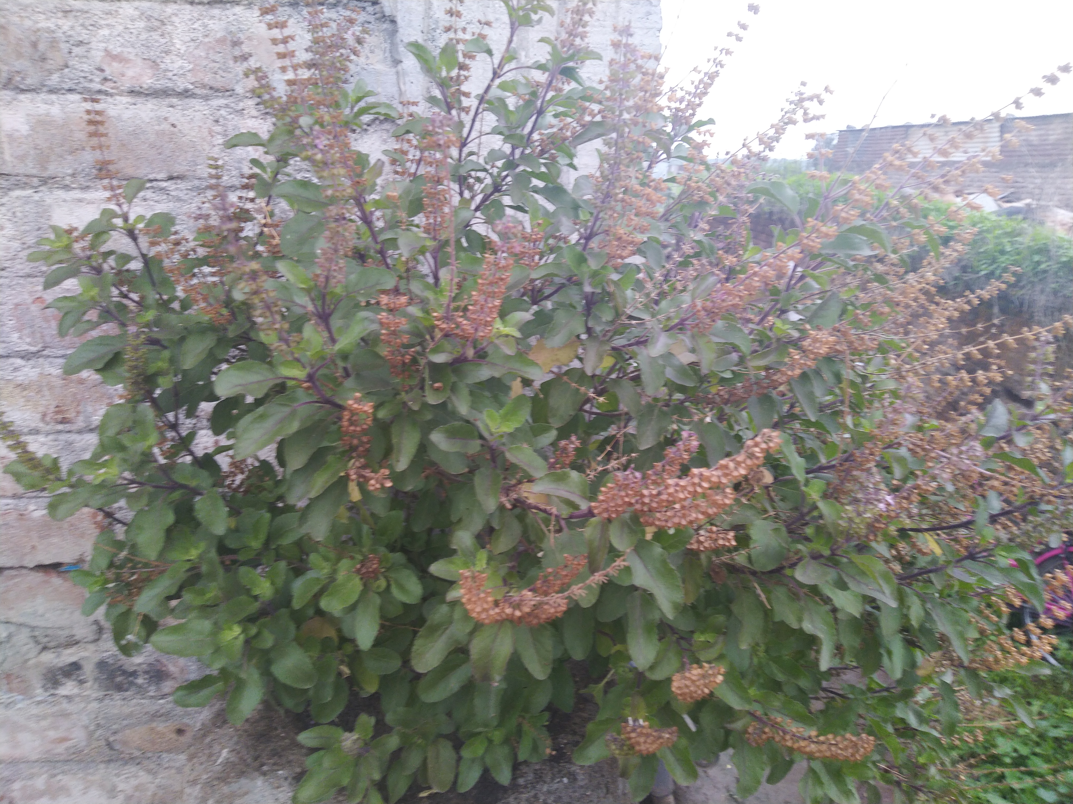 Planta de tulsi o albahaca sagrada, usada tradicionalmente en Ayurveda