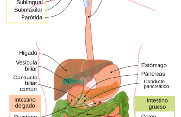 Diagrama anatómico del aparato digestivo humano con sus órganos identificados en español