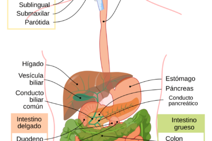 Diagrama anatómico del aparato digestivo humano con sus órganos identificados en español