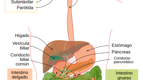 Diagrama anatómico del aparato digestivo humano con sus órganos identificados en español