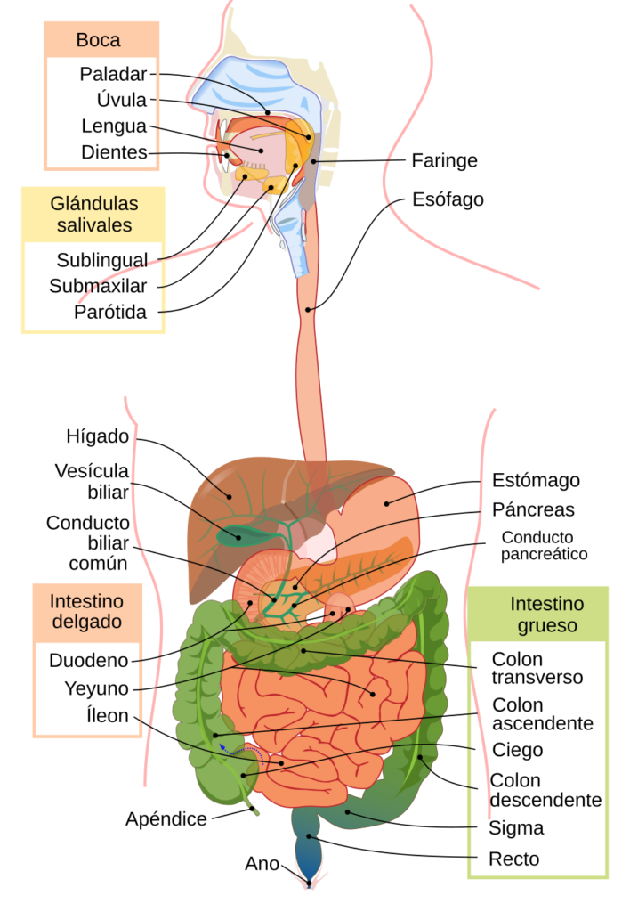 Diagrama anatómico del aparato digestivo humano con sus órganos identificados en español