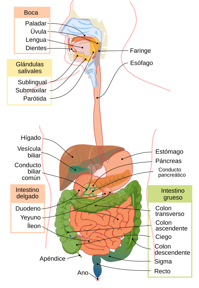 Diagrama anatómico del aparato digestivo humano con sus órganos identificados en español