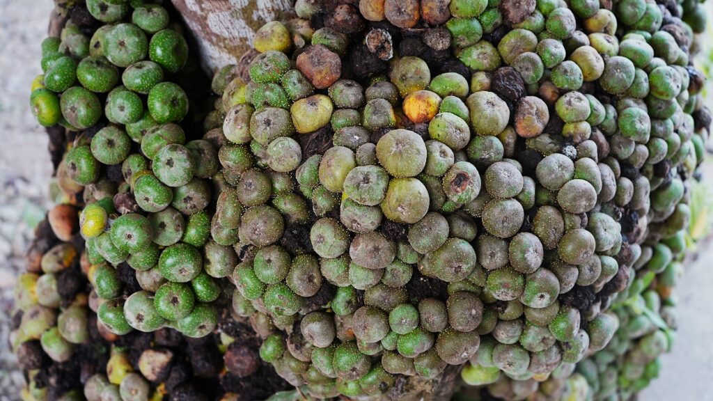 A bunch of Fig Fruit captured from Irosin, Sorsogon, Philippines