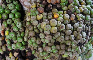 A bunch of Fig Fruit captured from Irosin, Sorsogon, Philippines
