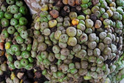 Higos en Ayurveda: dulzor, fibra y uso cotidiano A bunch of Fig Fruit captured from Irosin, Sorsogon, Philippines