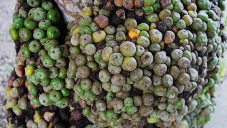 A bunch of Fig Fruit captured from Irosin, Sorsogon, Philippines