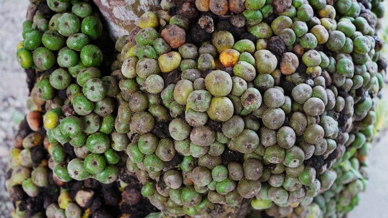 A bunch of Fig Fruit captured from Irosin, Sorsogon, Philippines