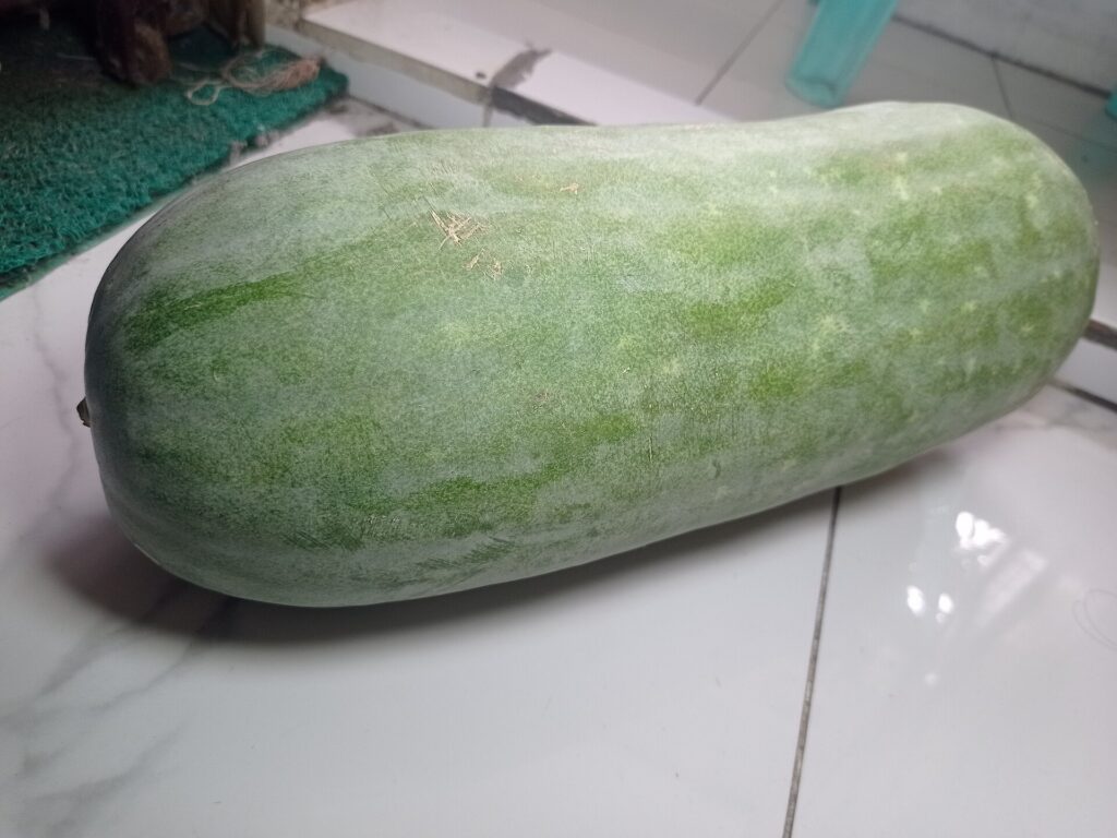 a winter melon
