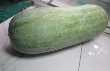 a winter melon