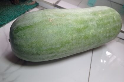 a winter melon