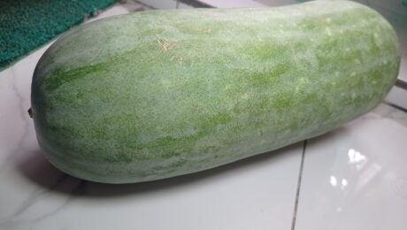 a winter melon